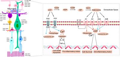 ATP and Adenosine in the Retina and Retinal Diseases